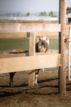 🐴 Unser süßes Pony Socki sucht ein neues Zuhause 🏡