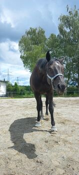 Pflegebeteiligung/Reitbeteiligung Pflegebeteiligung/Reitbeteiligung 