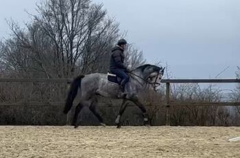 Schöner Allrounder, Scherenberg , Horses For Sale, Wuppertal