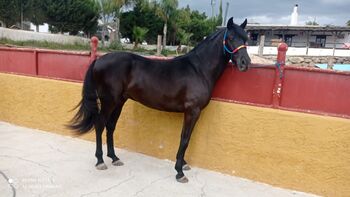 Bildschöner Andalusier in Schwarz, Alina, Horses For Sale, Neuss