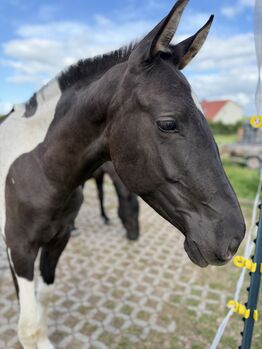 Schöne barocke Pinto Stute PRE/ Lusitano / Azteca