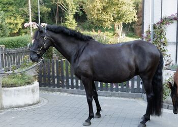 Bildhübsche, tragende schwarze Perle (PRE) mit guter Abstammung, Kerstin Rehbehn (Pferdemarketing Ost), Horses For Sale, Nienburg