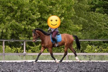 Bildschönes Dressurpferd mit feinem Charakter, Bianca, Horses For Sale, Hartmannsdorf
