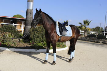 Bildschöner Mädchentraum mit top Abstammung, Pia , Horses For Sale, Conil de la Frontera