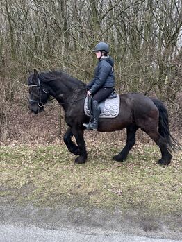 Wunderschöner Friesenwallach geritten/gefahren