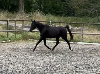 Wunderschöner Vollblutaraber Wallach