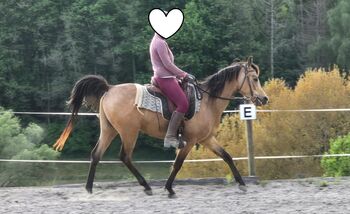 Bildschöner Vollblutaraber-Wallach in seltener Buckskin/Falbfarbe
