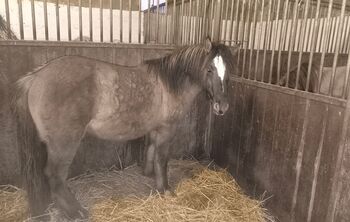 Wunderschöner dunkler Mausfalbe