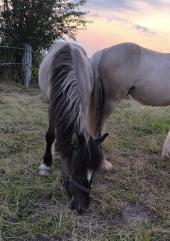 Wunderschöner dunkler Mausfalbe, Tina, Horses For Sale, Calden
