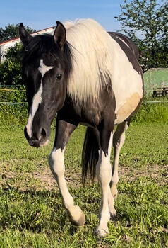 Wunderschöner Mustang Hengst ( Wallach) Grullo Tobiano