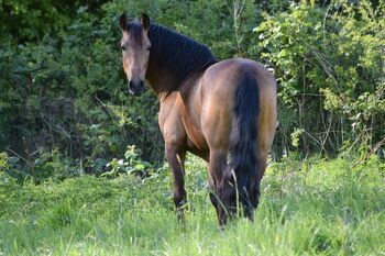 Wunderschöner PRE in buckskin - jung, lernfreudig & mega sitzbequem, Kerstin Rehbehn (Pferdemarketing Ost), Horses For Sale, Nienburg