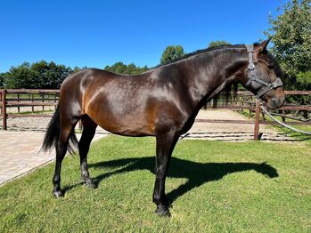 Wunderschöner Pre Wallach