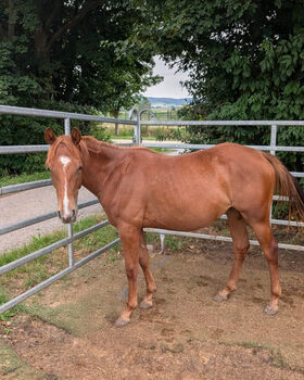 Bildhübsches QH-Nachwuchspferd mit Top-Perspektive im Sport