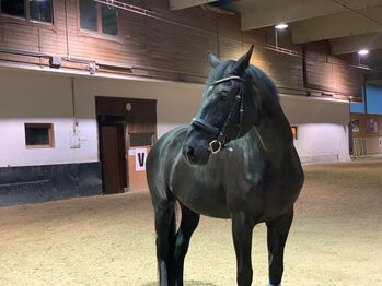 Schöner Schwarzer mit tollem Charakter, Nina Bachbauer, Horses For Sale, Seefeld