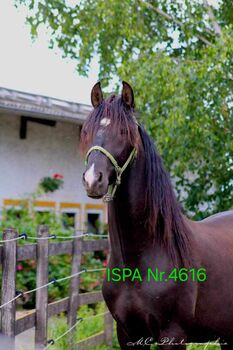 Traumschöner PRE Rapphengst, ISPA - Iberische Sportpferde Agentur (ISPA - Iberische Sportpferde Agentur), Horses For Sale, Bedburg