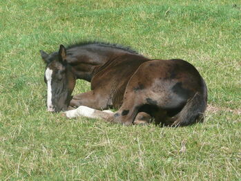 Bildhübscher, schwarzer Quarter Horse Jährling mit top Reining Pedigree