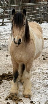Wunderschöner Tinkerwallach sucht Lebensmenschen, Claudia, Horses For Sale, Brixlegg