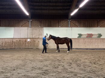 schöner traberwallach, bettina, Horses For Sale, Gänserndorf