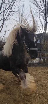 Wunderschöner Junghengst in toller Jacke, Hoffer, Horses For Sale, Klosterneuburg