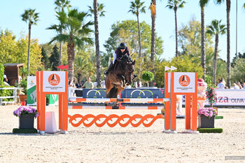Bildhübscher Wallach, Fabienne Fehr, Horses For Sale, Frastanz 