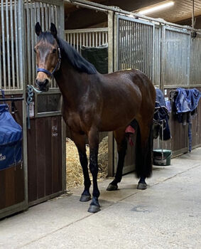 Bildschöner Zangersheider als Freizeitpferd, Franziska Renner, Horses For Sale, Karlsruhe 