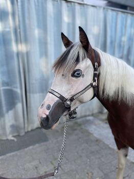 Wunderschöne 2-jährige Paint Horse Stute