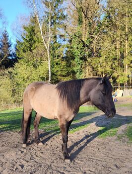 Beautiful 3 year old Quarterhorse-Criollo mare