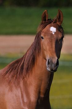 Traumhaft schöne 3-jährige Rheinländer Stute, SE, Horses For Sale, Burladingen