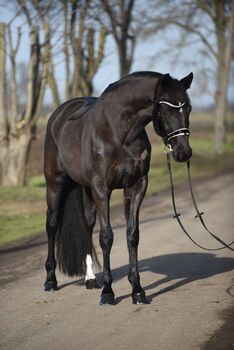 Bildhübsche 7 jährige Dressurstute zu verkaufen, Fiona Oppl, Horses For Sale, Baumgarten am Tullnerfeld