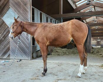 Bildhübsche AQHA Quarter Horse Stute, Tochter von Lazy Loper