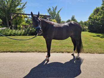 Bildhübsche AQHA Stute mit Top-Abstammung und großem Zuchtpotenzial