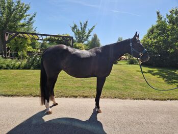 Bildhübsche AQHA Stute mit Top-Abstammung und großem Zuchtpotenzial, Kerstin Rehbehn (Pferdemarketing Ost), Horses For Sale, Nienburg
