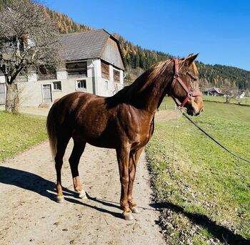 Hübsche Araber Stute, Anna Bischof, Horses For Sale, Sankt Peter am Kammersberg