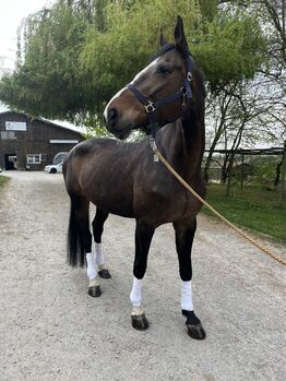 Hübsche Bayernstute mit guter Abstammung, Nele Schneider, Horses For Sale, Buchen (Odenwald)