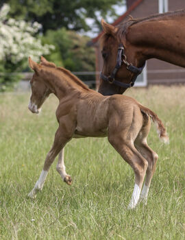 Bildhübscher Eyecatcher mit ausgeprägter Muskulatur