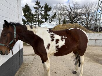 hübsche Braunscheck-Stute “Bibi”