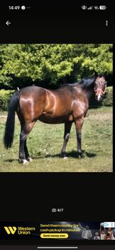 Bildschöne Vollblutstute 13-jährig zum wieder neu anschieben, A.B, Horses For Sale, Menslage/Borg