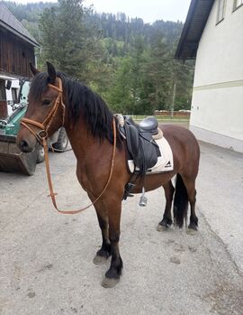 Hübsche Hafi Frieden Mix Stute, Anna Bischof, Horses For Sale, Sankt Peter am Kammersberg