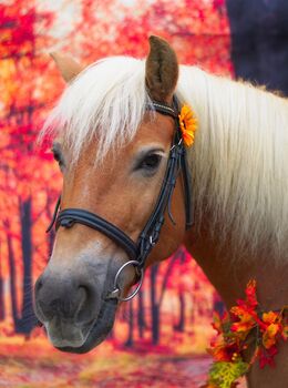 Wunderschöne Haflinger Stute 10 Jahre, C.Wieczorek , Horses For Sale, Kirchhundem 