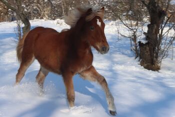 Wunderschöne Haflinger Stute zu verkaufen