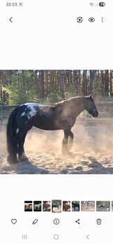 Hübsche Irish Cob Stute Tinker LP Tigerschecke