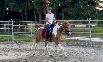 Hübsche Lewitzer Scheckstute, HP, Horses For Sale, Ellgau 