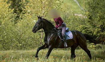 Wunderschöne Nonius Stute, Maria Volgger, Horses For Sale, Mareta