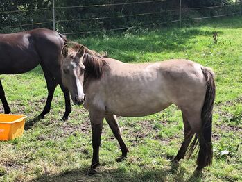 Schöne Ponystute