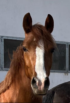 Wunderschöne Pony Stute Tragend Dressur Springen Vitalis