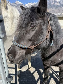 Wunderschöne Pony Stute zu Verkaufen
