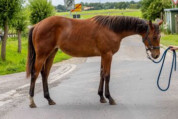 Bildschöne Quarter Horse Stute mit Spitzenabstammung und Traumcharakter, Kerstin Rehbehn (Pferdemarketing Ost), Horses For Sale, Nienburg