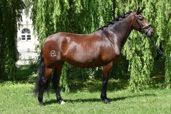 Wunderschöne rittige Lusitanostute! Piro frei!, Victoria Flad, Horses For Sale, Biessenhofen