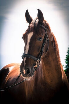 Wunderschönen gefahrenen KWPN-Wallach, Pauline Erös, Horses For Sale, Gleisdorf