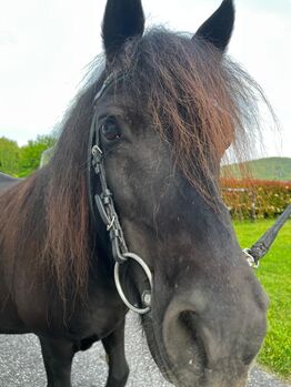 Verkaufe wunderschöne Shettlandpony-Stute